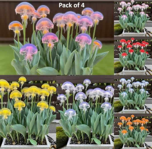 Rare Medusa Orchid with Plant Growth Supplement (Pack of 4)